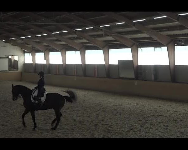 Reitturnier NÖ, Kottingbrunn 2022