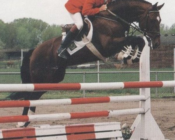 stallion Grundgold II (Zweibrücken, 1987, from Grundstein II)