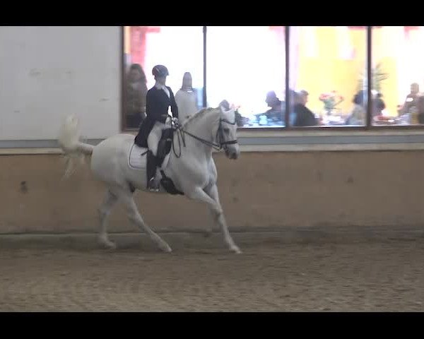 Reitturnier NÖ, Kottingbrunn 2022