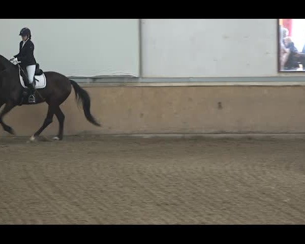 Reitturnier NÖ, Kottingbrunn 2022