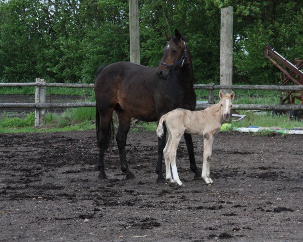 horse Bourbon (German Riding Pony, 2019, from Möhlenbeeks Big Roy)