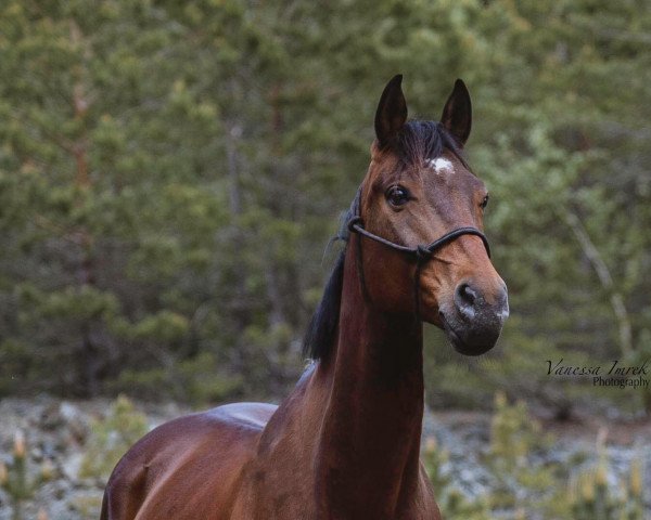 horse Step Up (Austrian Warmblood, 2012, from Scolari)