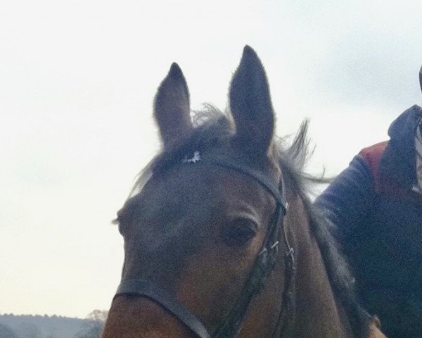 jumper Ungeduld 2 (Trakehner, 1999, from Inkognito)