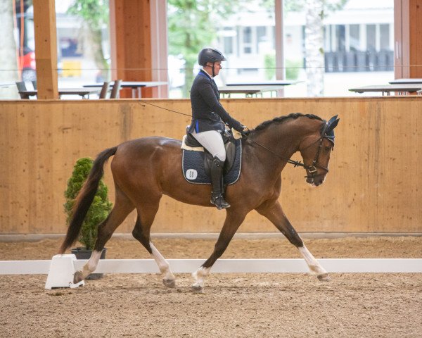 dressage horse Weldano CH (Swiss Warmblood, 2017, from Danciano)