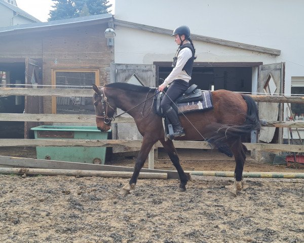 broodmare Caya Sakura (Little German Riding Horse, 2019, from Baxter St.Ives)