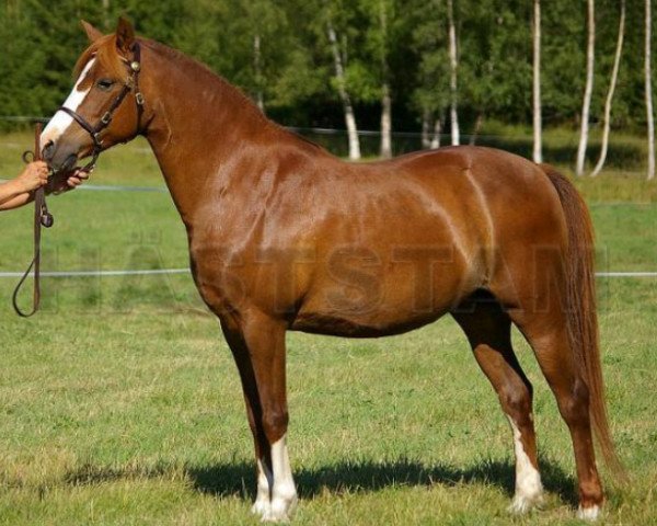 horse Moflos Zerena (Welsh-Pony (Section B), 1994, from Hellekis Timjan) horse Moflos Zerena (Welsh-Pony (Section B), 1994, from Hellekis Timjan)