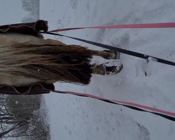 Video von Lamina
