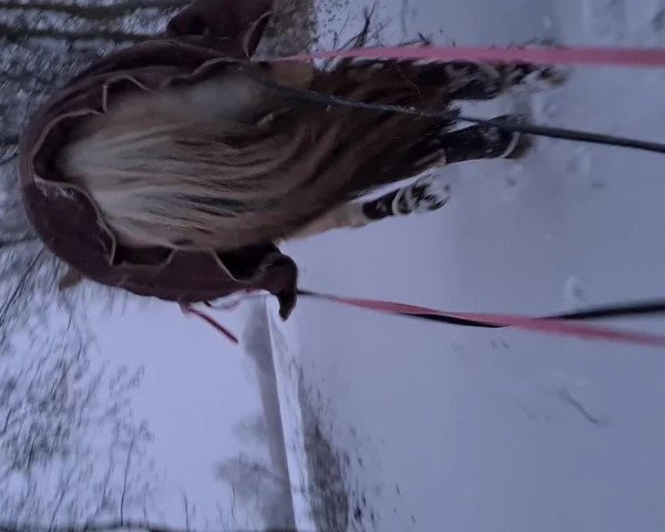 Video von Lamina