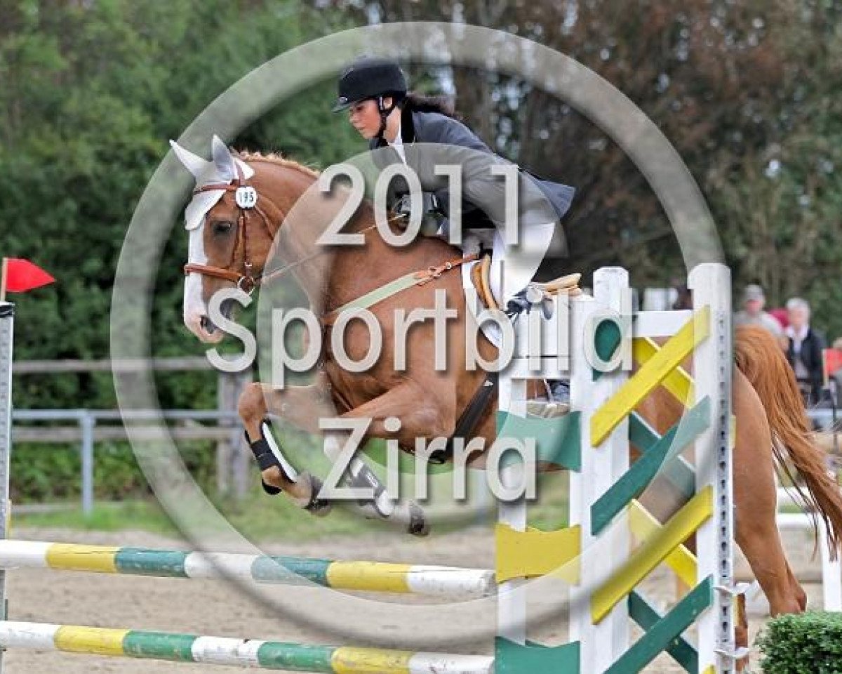 Pferd Daimler (Westfale, 1997, von Damiani)