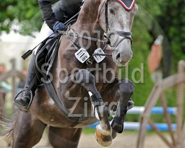 jumper Castro 44 (KWPN (Royal Dutch Sporthorse), 2007, from Tjungske)