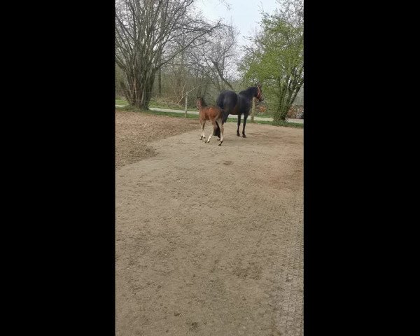 Video of Dex H