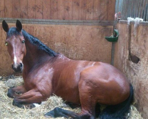 horse Lazio 9 (Danish Warmblood, 2002, from Lambrusco Ask)