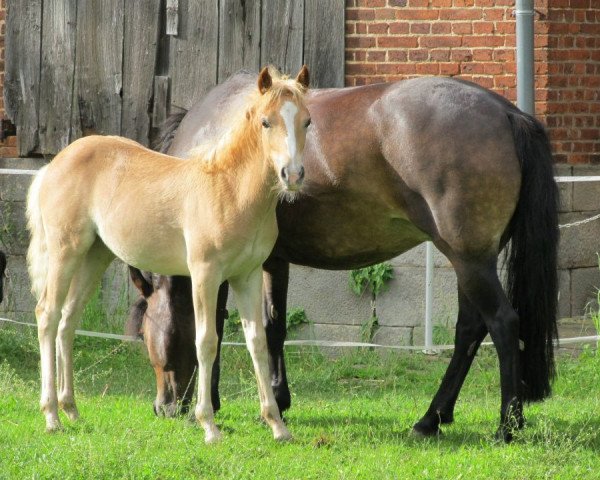 horse Divia Cängarooo (Haflinger Mix, 2012, from Ninjo)