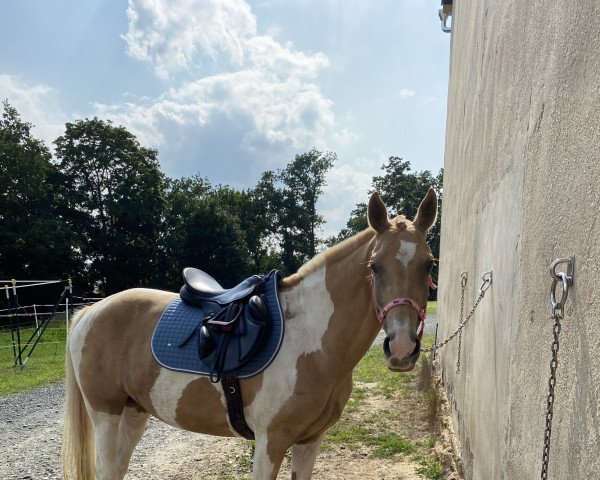 horse Miss India MDH (German Riding Pony, 2013, from FS Mr. Right)