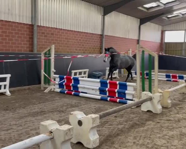 Video of Calygra FRH
