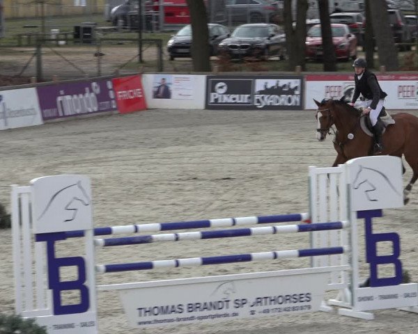 Reitturnier Westergellersen 2022