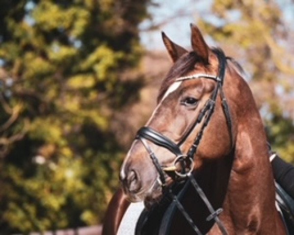 horse Georgia 215 (Zangersheide riding horse, 2016, from George Z)
