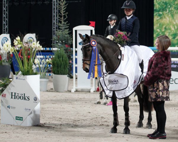Pferd Dilba (Schwedisches Reitpony, 2008, von Dirco)
