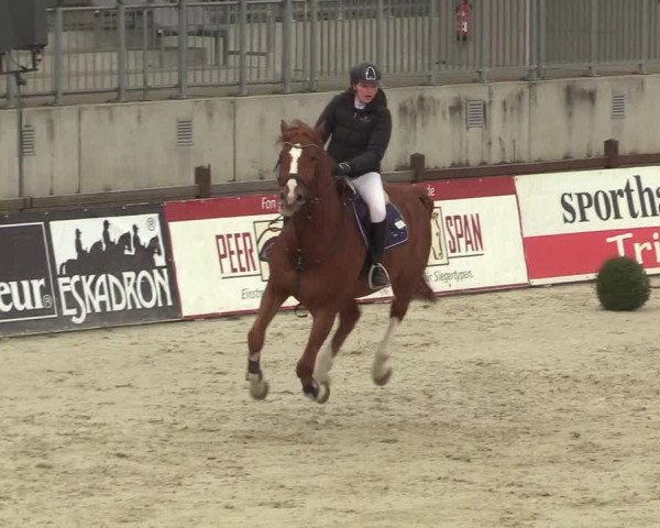 Reitturnier Westergellersen 2022