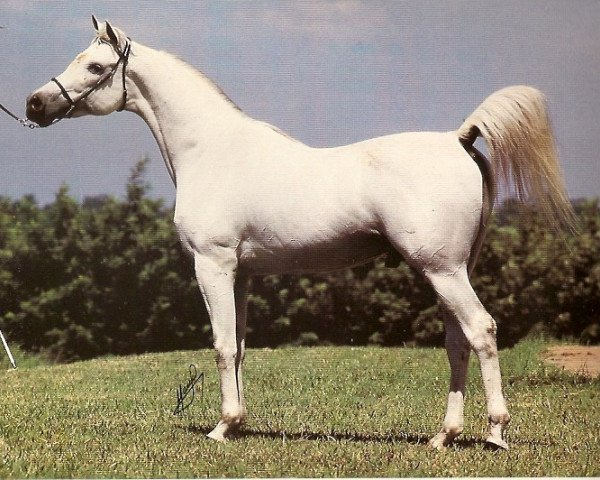 stallion Prichal 1973 ox (Arabian purebred, 1973, from Aswan 1958 EAO)
