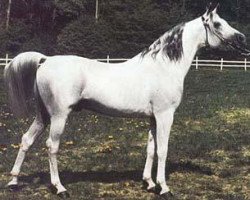 stallion Mamluk 1970 ox (Arabian purebred, 1970, from Aswan 1958 EAO)