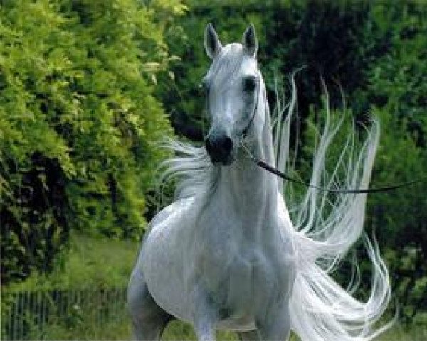 stallion Tahbal 1995 ox (Arabian purebred, 1995, from Mamluk 1970 ox)