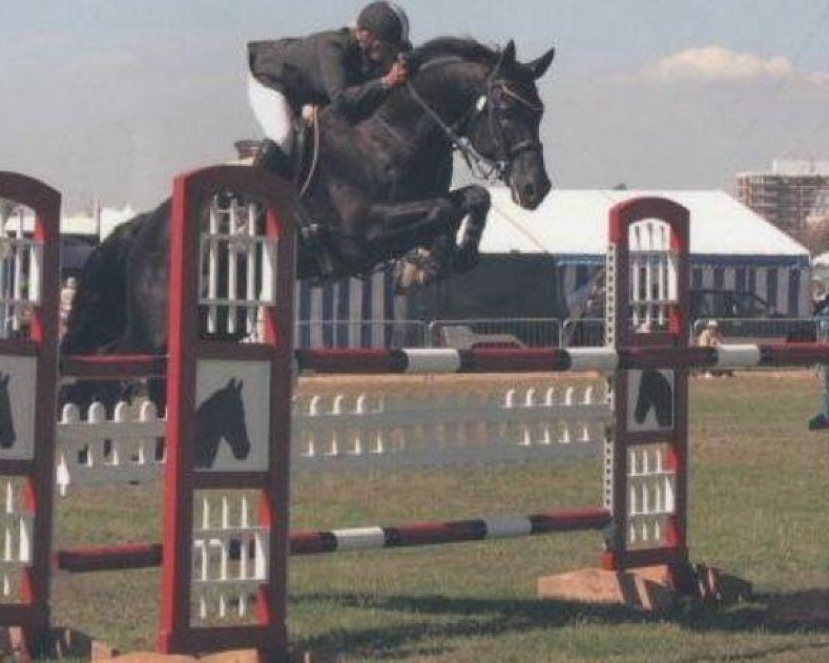 Deckhengst Pauldary's Romeo (Anglo Europäisches Sportpferd, 1994, von Racot)