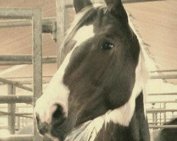 broodmare Chica de la Luna 18 (Bavarian, 2007, from Chambertin)