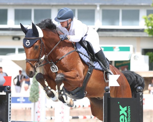 Springpferd Prittchard (Belgisches Warmblut, 2015, von Quotenkoenig 2)