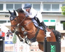 Springpferd Prittchard (Belgisches Warmblut, 2015, von Quotenkoenig 2)
