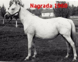 broodmare Nagrada 1960 ox (Arabian purebred, 1960, from Arax 1952 ox)