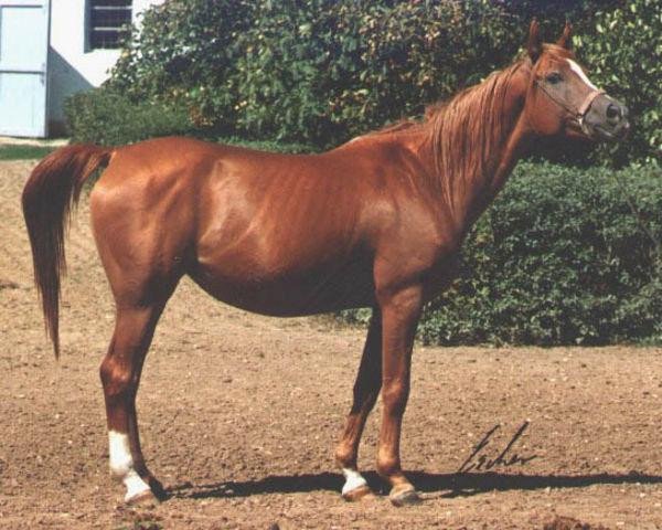 broodmare Vengria ox (Arabian purebred, 1982, from Menes 1977 ox)