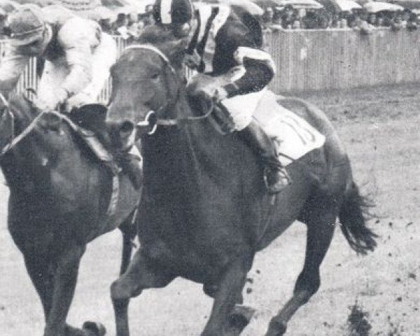 broodmare Ankertrosse xx (Thoroughbred, 1962, from Shantung xx) broodmare Ankertrosse xx (Thoroughbred, 1962, from Shantung xx)