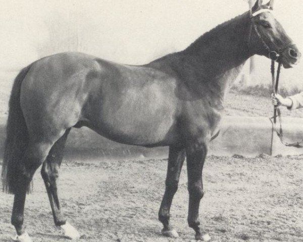 Deckhengst Atlantico xx (Englisches Vollblut, 1975, von Kronzeuge xx) Deckhengst Atlantico xx (Englisches Vollblut, 1975, von Kronzeuge xx)