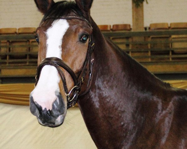 Springpferd Cornflake 8 (Westfale, 2007, von Colmani)