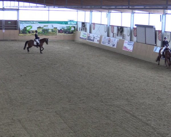 Reitturnier Borgholzhausen-Westbarthausen 2022