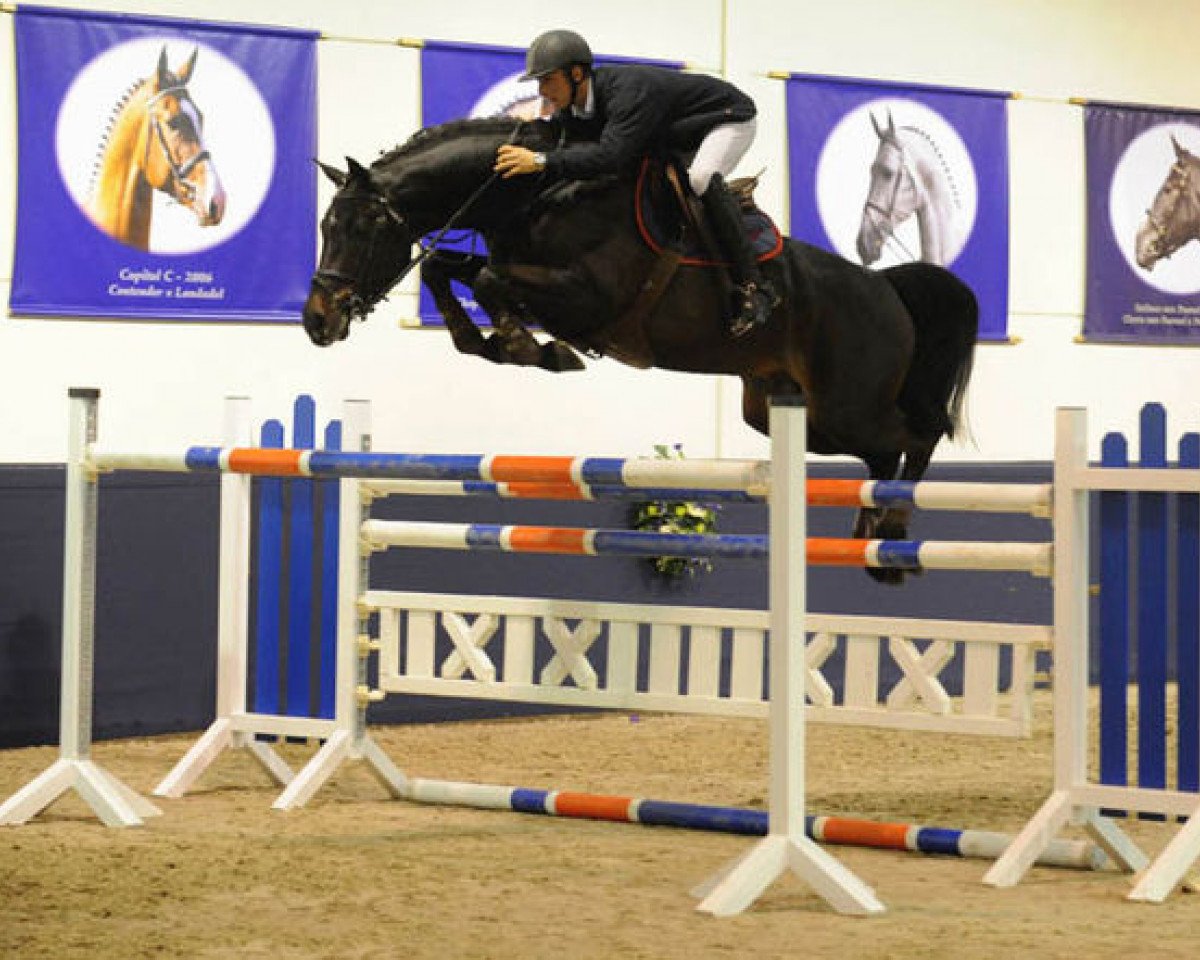 jumper Clarence II (Holsteiner, 2004, from Carano)