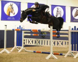 jumper Clarence II (Holsteiner, 2004, from Carano)