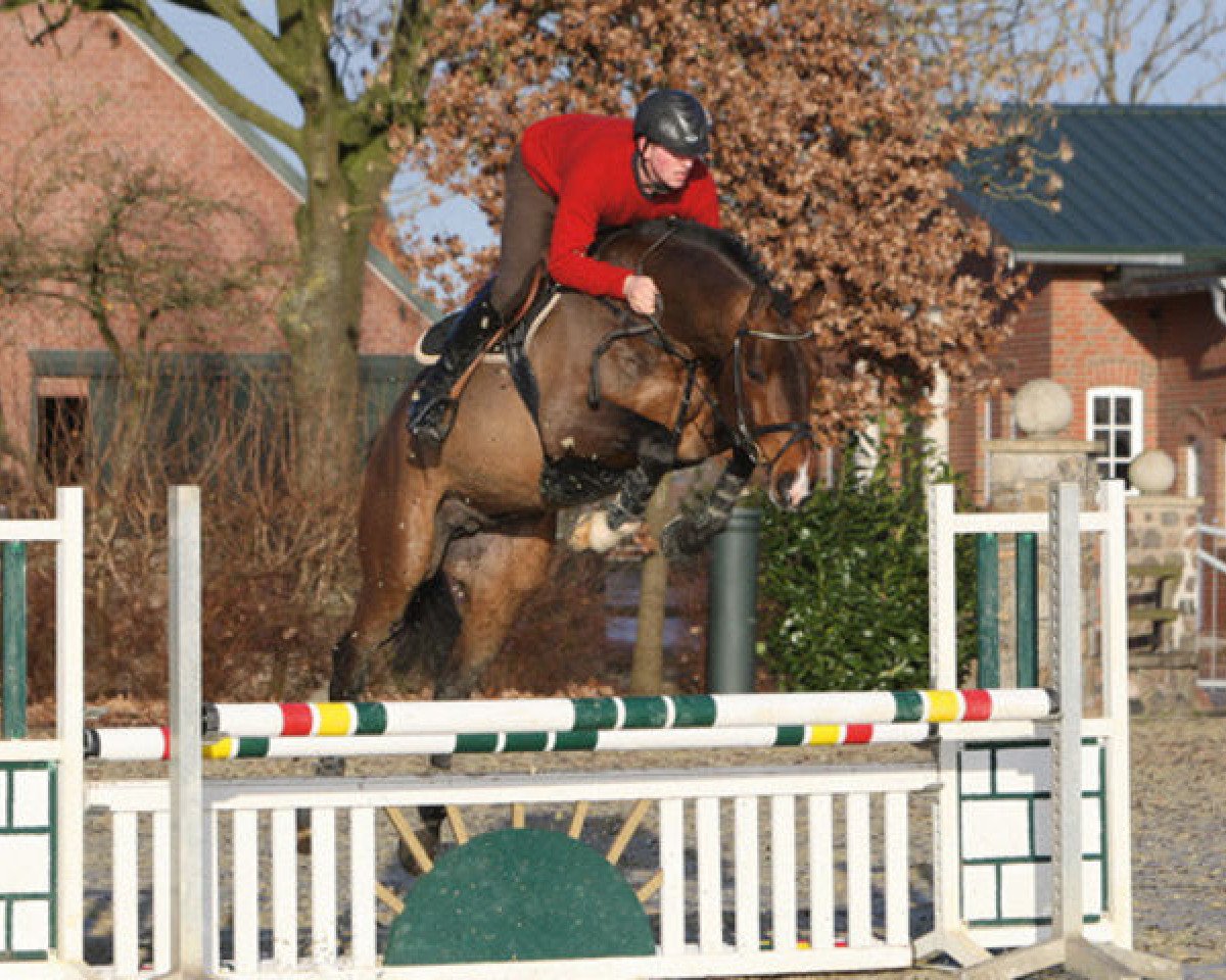 stallion Codec (Holsteiner, 2003, from Chambertin)