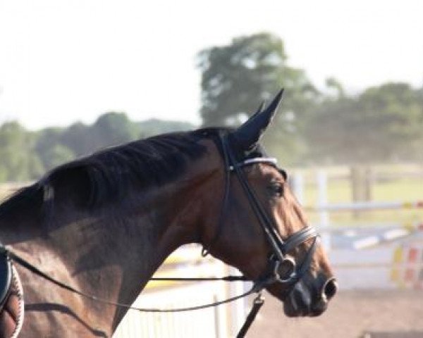 dressage horse Blue Cheyenne SL (Westphalian, 2009, from Basic)