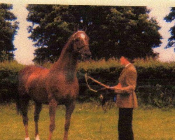 stallion Winden xx (Thoroughbred, 1966, from Mossborough xx)