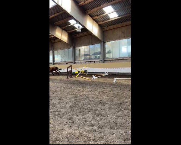 Video of Lucca 108