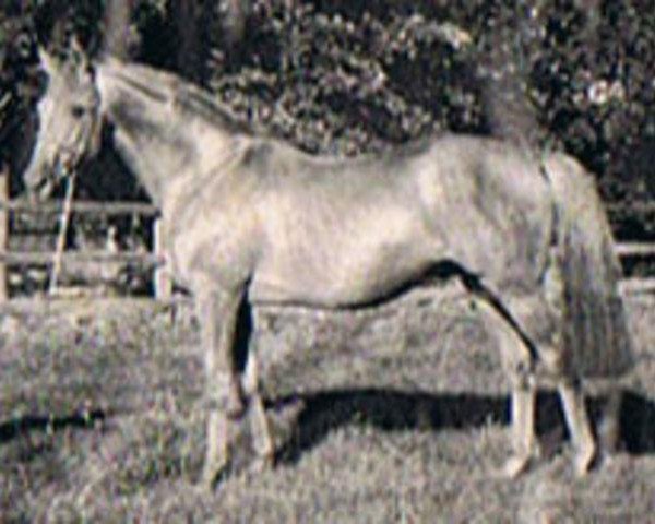 stallion Funny Man xx (Thoroughbred, 1970, from Jolly Jet xx)