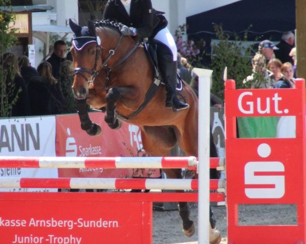 Springpferd Monza 37 (Westfale, 2008, von Montendro)