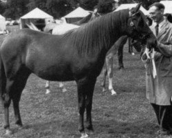 broodmare Razehra ox (Arabian purebred, 1955, from Rashid ox)