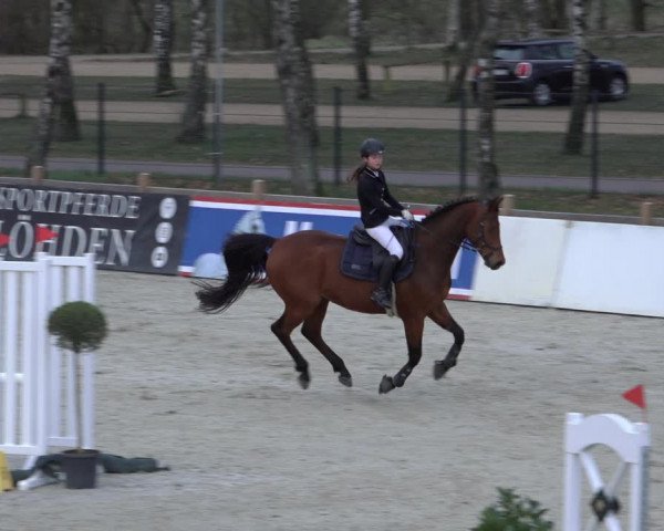 Reitturnier Westergellersen 2022