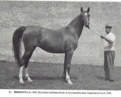 broodmare Rissiletta ox (Arabian purebred, 1943, from Indian Gold ox)