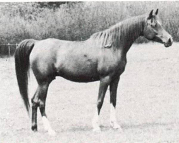 broodmare Rissalma ox (Arabian purebred,  , from Dargee ox)