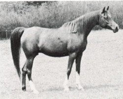 broodmare Rissalma ox (Arabian purebred,  , from Dargee ox)