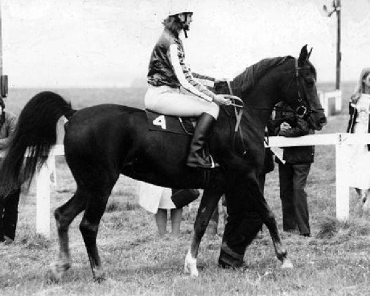 broodmare Muneera ox (Arabian purebred, 1976, from Fakhr El Kheil ox)